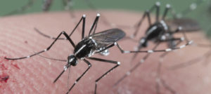 15 Best Home Remedies to Get Rid of Mosquitoes